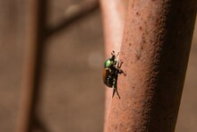 Closeup Shot Of A Green Rose Chafer (Cetonia Aurata) On A Pipe