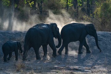 Poster - A young elephant who sprinkles with dust after bathing