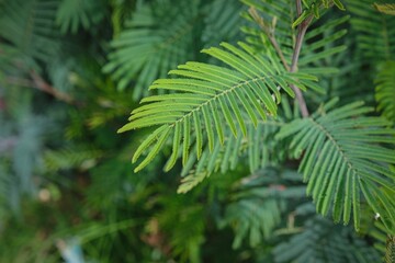 Small Green leaves detail
