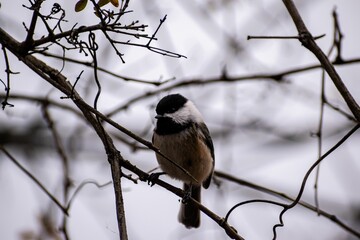 Sticker - Black-capped chickadee on a tree branch with a blurred background