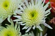 macro shot of a white yellow summer aster