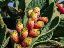 Bunch Of Juicy Fruits On Prickly Pear Cactus