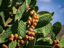 Bunch Of Fresh Fruits Growing On Prickly Pear Cactus