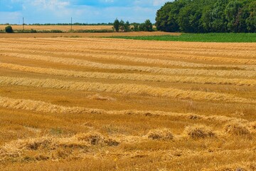 Canvas Print - Cornfield after harvest, blue cloudy sky