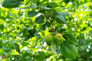 Poster - green red apples on an apple tree