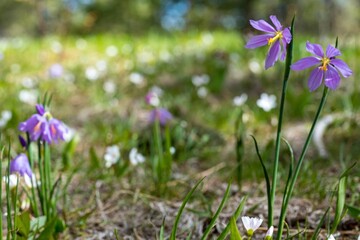 Sticker - Beautiful shot of Olsynium douglasii flowers