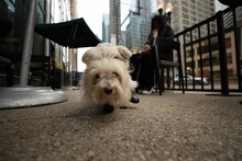 Shallow Focus Of A White Cute Coton De Tulear Puppy With Owner In The Street