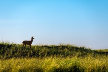 Poster - Deer on a grassy hill at sunset