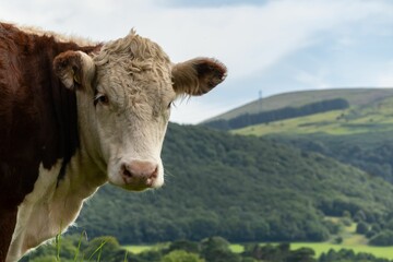 Wall Mural - Red and white cow in a mountainous landscape under a blue sky