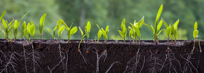 Wall Mural - Fresh green corn plants with roots