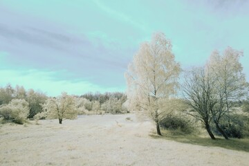 Poster - Beautiful landscape of a meadow in white in the morning