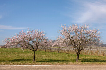 Poster - Mandelbaumblüte(Prunus dulcis)