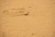Peringuey's desert adder or sidewinding adder (Bitis peringueyi) in Namib Desert;  near Swakopmund, Namibia 