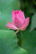 Pink lotus flower on dwarf variety. Nelumbo nucifera 'Akari' growing in a water bowl in a garden in Tokyo