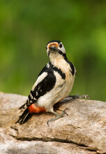 Grote Bonte Specht, Great Spotted Woodpecker, Dendrocopos Major