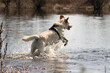 yellow Labrador retriever dog jumping in the water