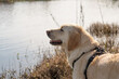 yellow Labrador retriever dog looking in the water