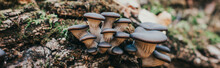 Mushrooms False Honey Mushroom On A Stump In A Beautiful Autumn Forest, Group Mushroom In An Autumn Forest With Leaves, Wild Mushroom On A Spruce Stump. Autumn Time In The Forest. Photo Banner