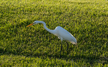 Great Egret Common Egret On Grass
