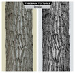 The texture of poplar bark. Vector isolated realistic black and white and multicolor illustration of poplar trunks.