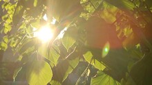 Bright evening sun shines through young fresh leaves on a tree branch on a sunny spring evening. Beautiful natural background. The beams of sun shine through leaves close-up. Concept environmental