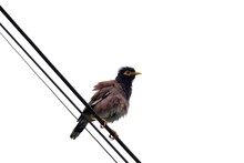 A Common Myna Sitting On An Electricity Wire,white Isolated Background With Copy Space
