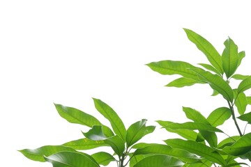 Wall Mural - Tropical mango tree with leaves and branches on white isolated background for green foliage z