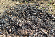 Remnants Of Burning Twigs In The Garden