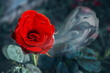 A Red Rose From Which A Shower Or Smoke Comes Out. A Plant, A Living Flower Growing In The Ground. Special Effects