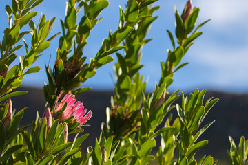 Wall Mural - Cape fynbos - pink protea