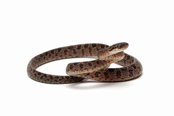 Wall Mural - boiga multo maculata snake closeup on white background, boiga multo maculata closeup