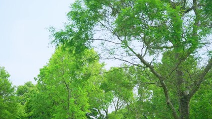 Poster - 緑の森林