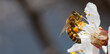 A honey bee on an apricot flower. Close-up, selective focus.