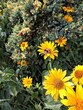 Trzmiel buszujący w pyłku kwiatowym