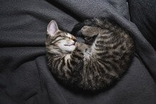 The Little Kitten Sleeps On The Couch, Wrapped In A Blanket In Different Positions