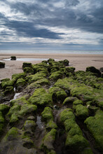 Green Algae Covered Rocks On The Mouth Of The River Shannon, West Coast Of Ireland