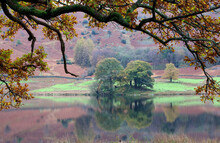 View Of Two Trees On Rydal Water, Lake District England
