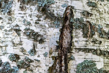 Wall Mural - The bark of an old birch with various defects as a natural background.