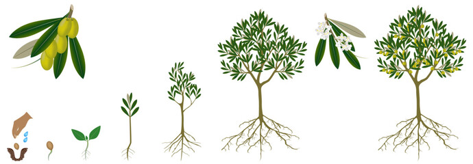 Wall Mural - Cycle of growth of a olive tree on a white background.