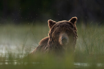 Wall Mural - brown bear in the water at night taking night bath