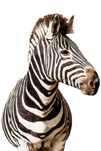 Zebra Isolated On White