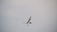 Dive Common Tern Against The Gray Sky