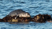 Harbor Seal Resting On A Rock In Pacific Grove, CA On Monterey Bay.