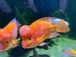 Red midas cichlid swim in an aquarium