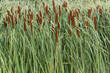 bulrush or cattails in summer