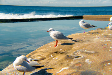 Canvas Print - Seagull on the beach in Dee why