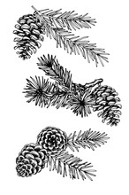 Drawing In Vintage Style, Christmas Set Of Fir Branches And Cones, Fir-tree. Branch Compositions. Sketch, Retro Style.