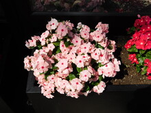 Rosy Periwinkle, Or Catharanthus Roseus, Flowers