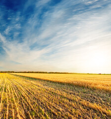 Wall Mural - Sunset time over golden color field after harvesting and blue cloudy sky. South Ukraine agriculture field.