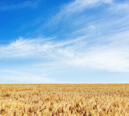 Sticker - Yellow agriculture field with ripe wheat and blue sky with clouds over it. South Ukraine agriculture field.